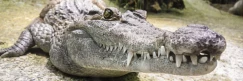 Fascinating Facts About Crocodiles